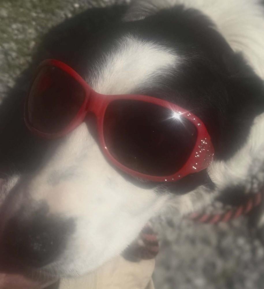 Enlarge Hook #1224, a ADOPTABLE Border Collie in Allen, TX image 2/5