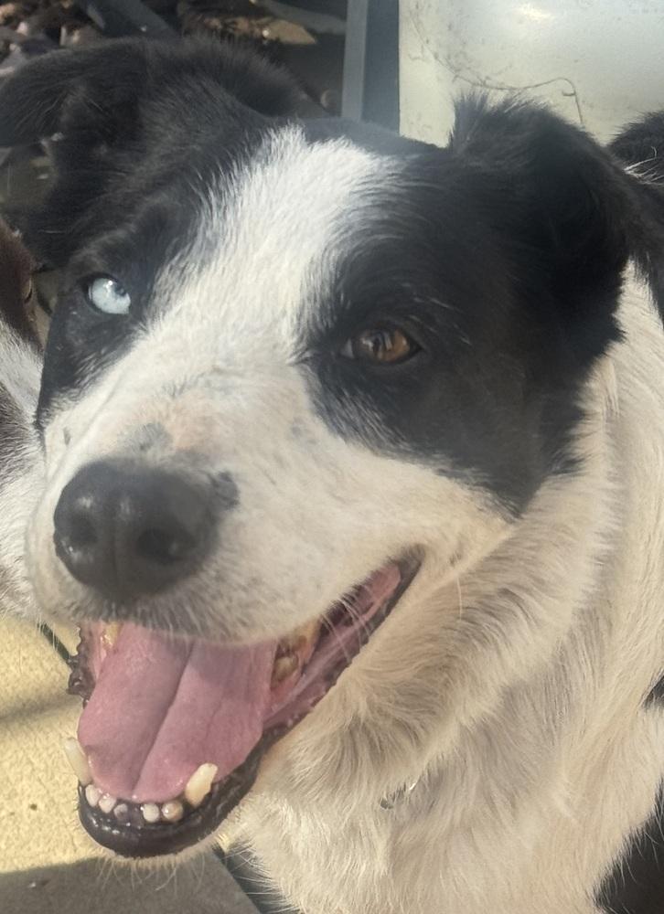 Hook #1224, ADOPTABLE, Adult Male Border Collie.