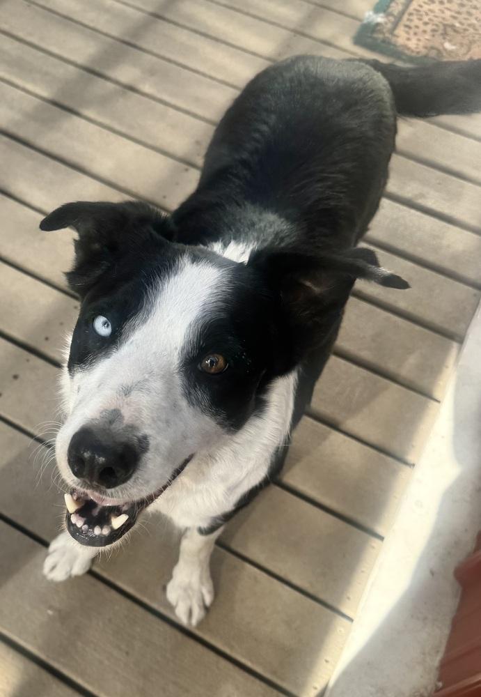Enlarge Hook #1224, a ADOPTABLE Border Collie in Allen, TX image 3/5