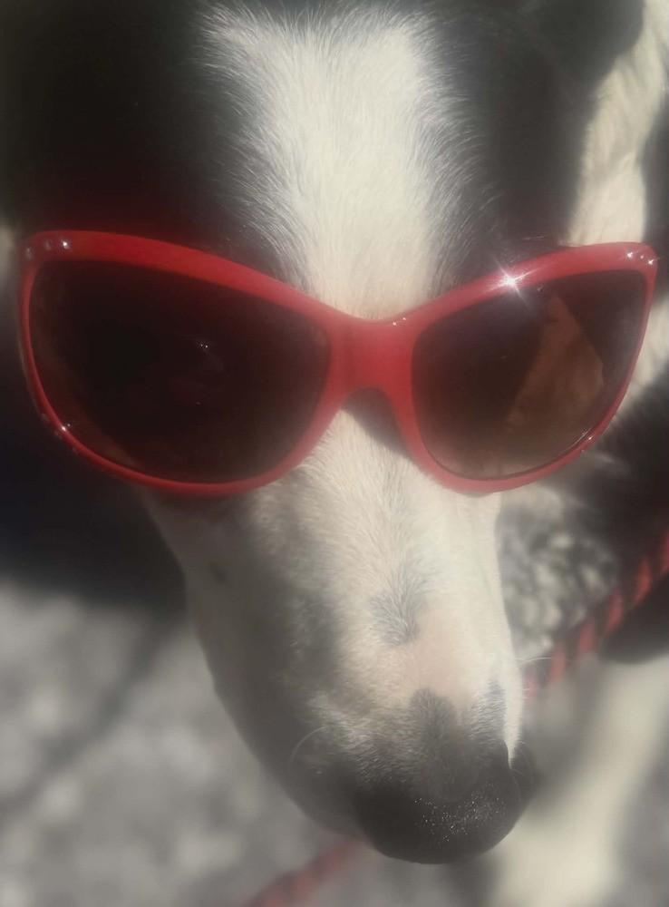 Enlarge Hook #1224, a ADOPTABLE Border Collie in Allen, TX image 4/5