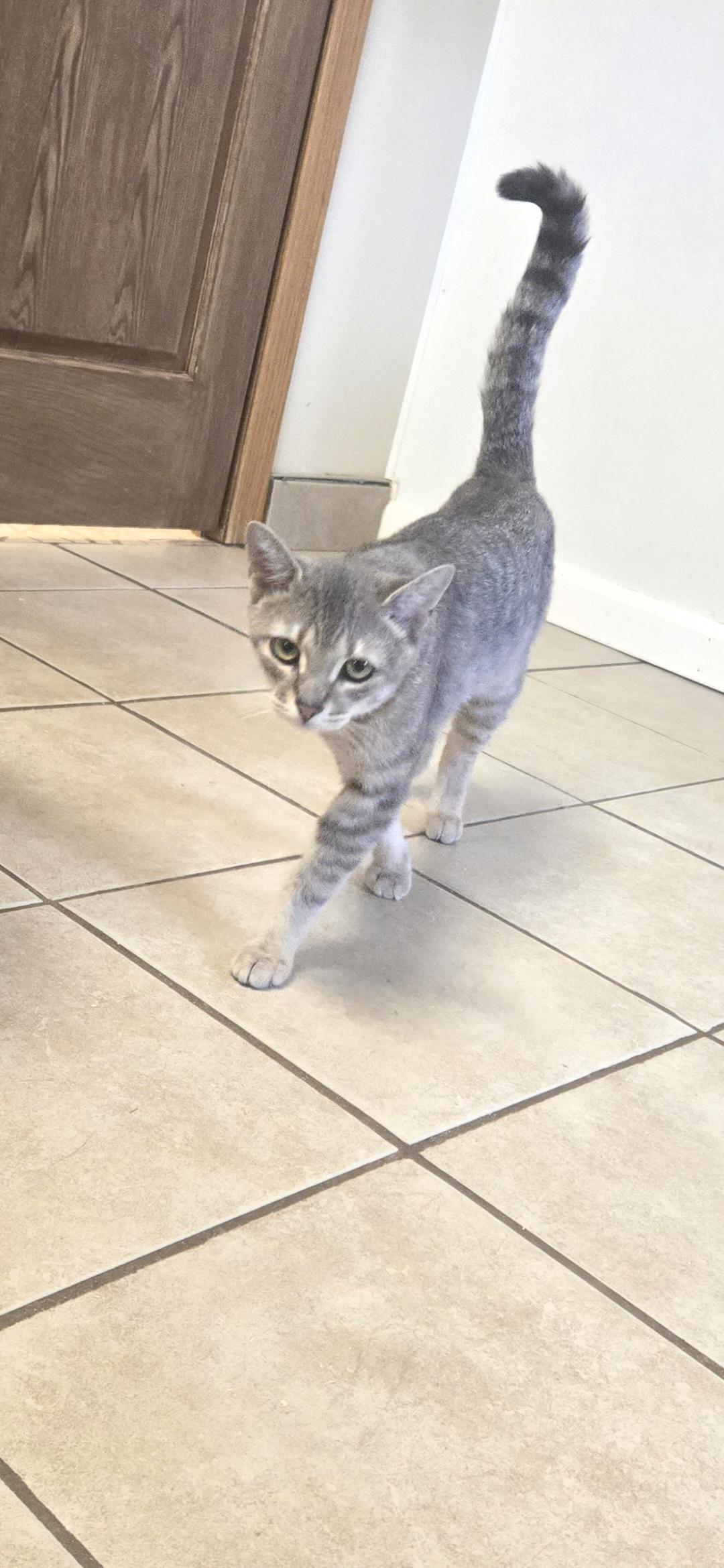 Enlarge Fritz, a ADOPTABLE Domestic Short Hair in West Branch, MI image 1/1
