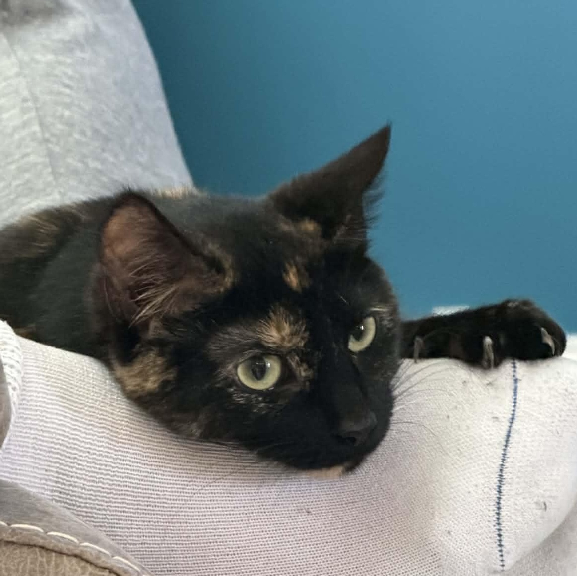 Eleanor, adopted, Young Female Tortoiseshell.