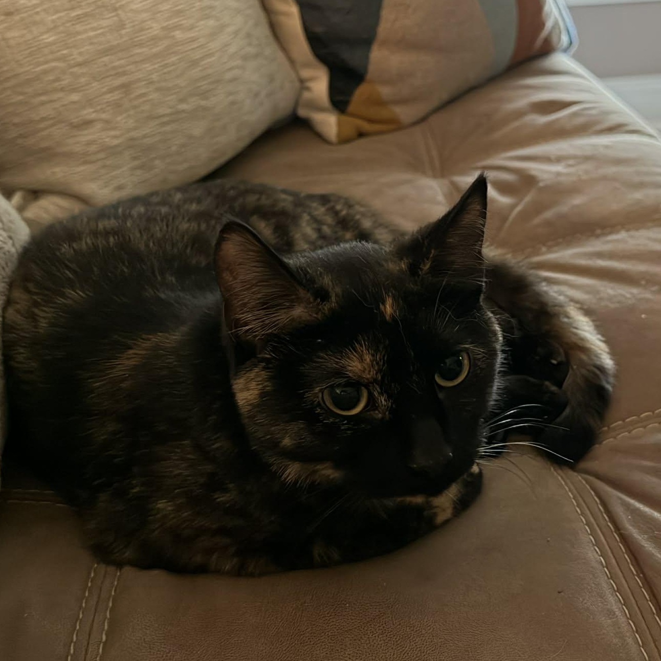 Enlarge Eleanor, an adopted Tortoiseshell in Fairborn, OH image 2/4