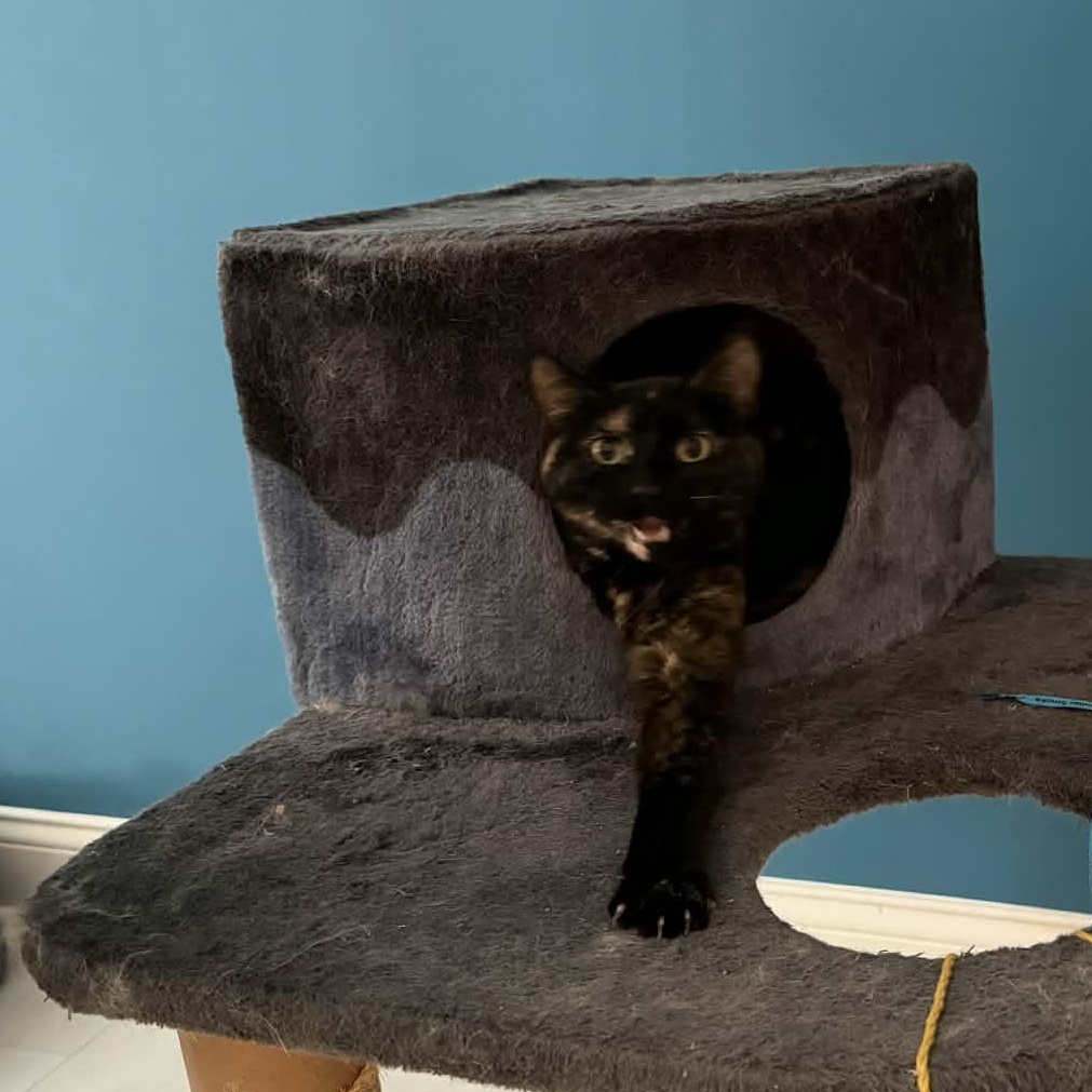Enlarge Eleanor, an adopted Tortoiseshell in Fairborn, OH image 4/4