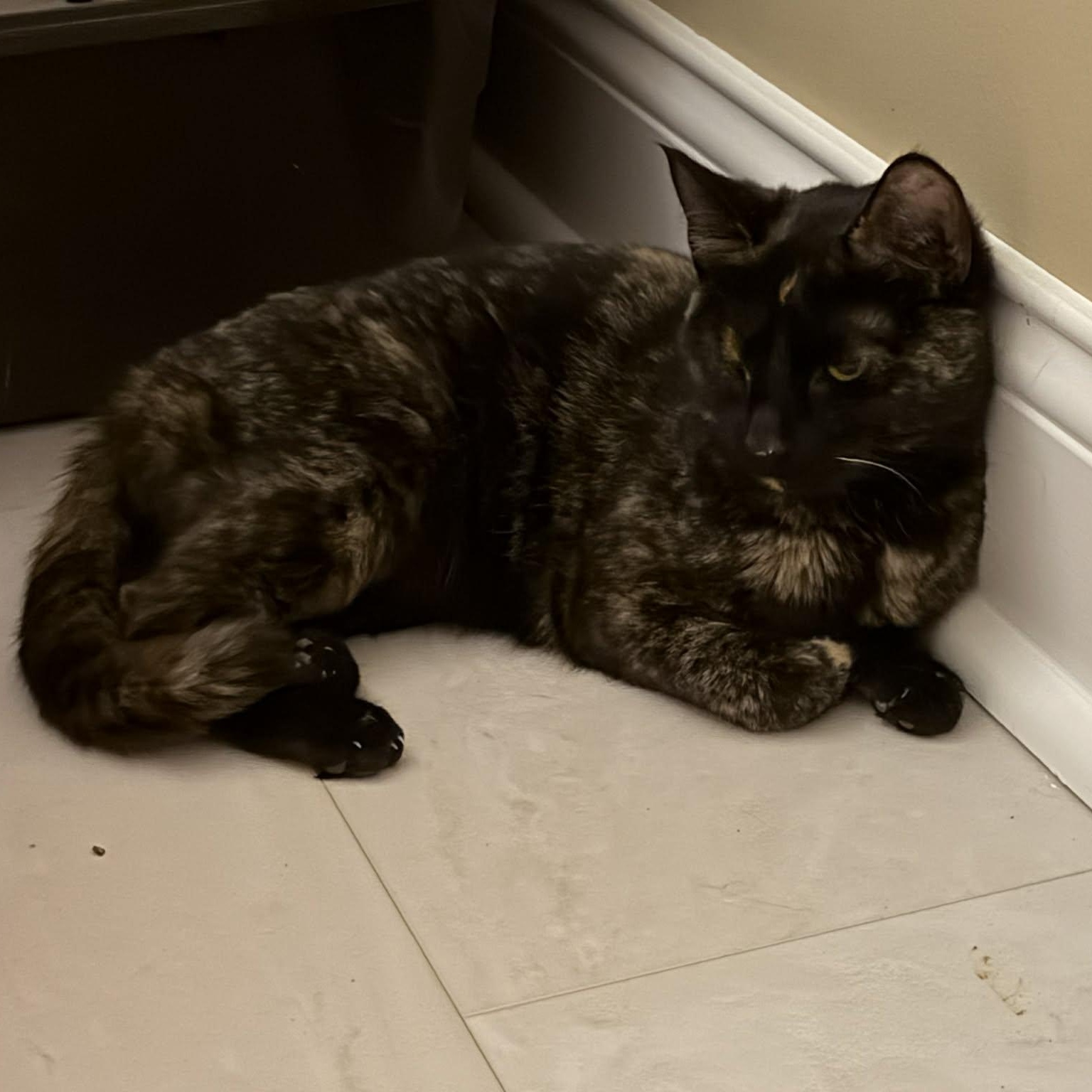 Enlarge Eleanor, an adopted Tortoiseshell in Fairborn, OH image 3/4