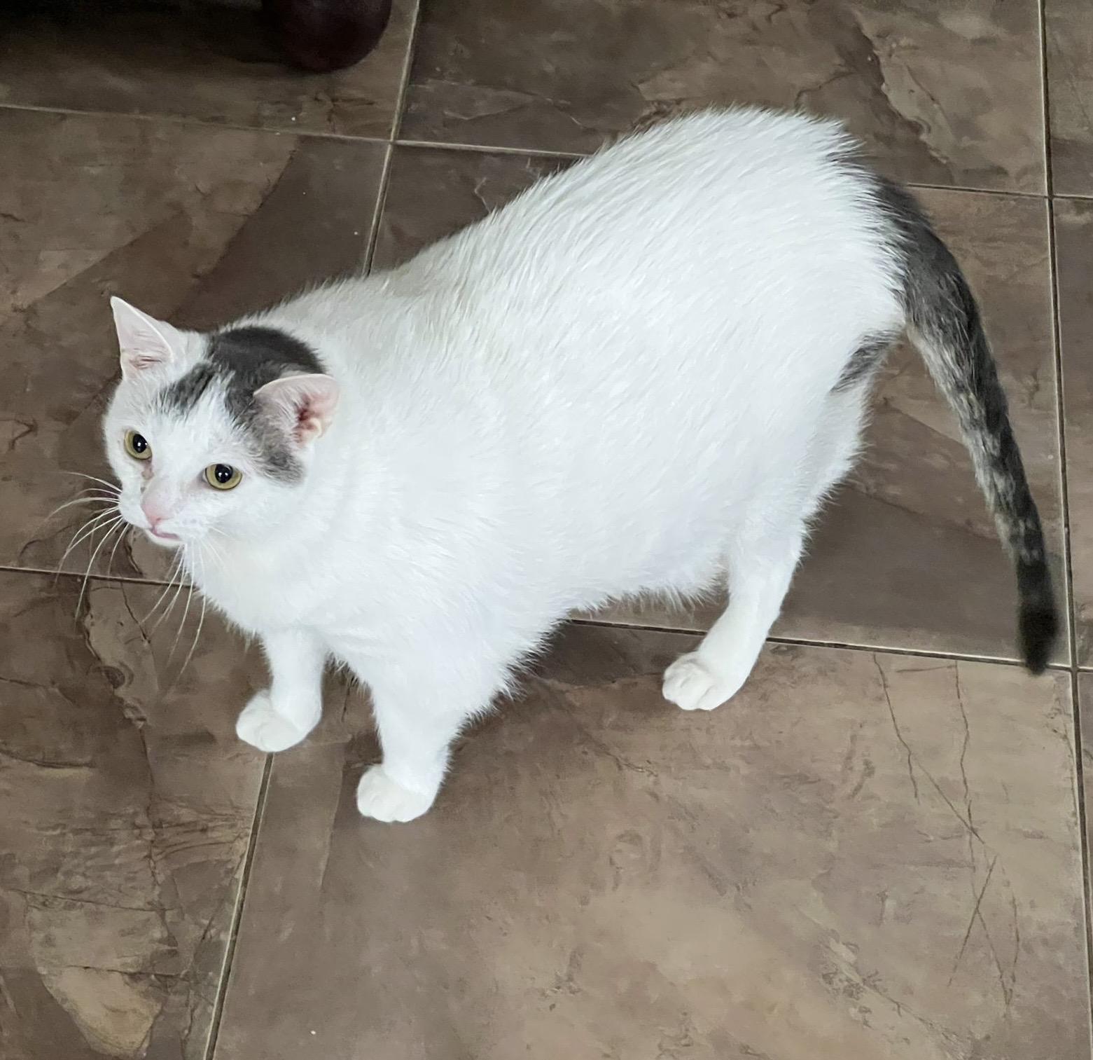 Enlarge Artemis, a Adoptable Domestic Short Hair in Toronto, ON image 2/6