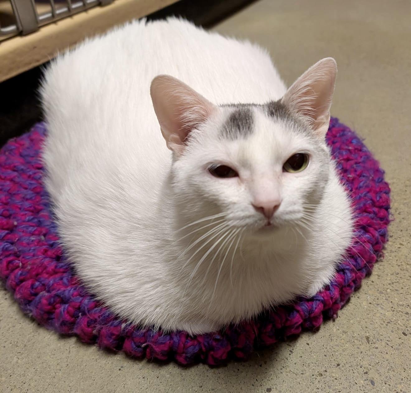 Artemis, Adoptable, Senior Female Domestic Short Hair.