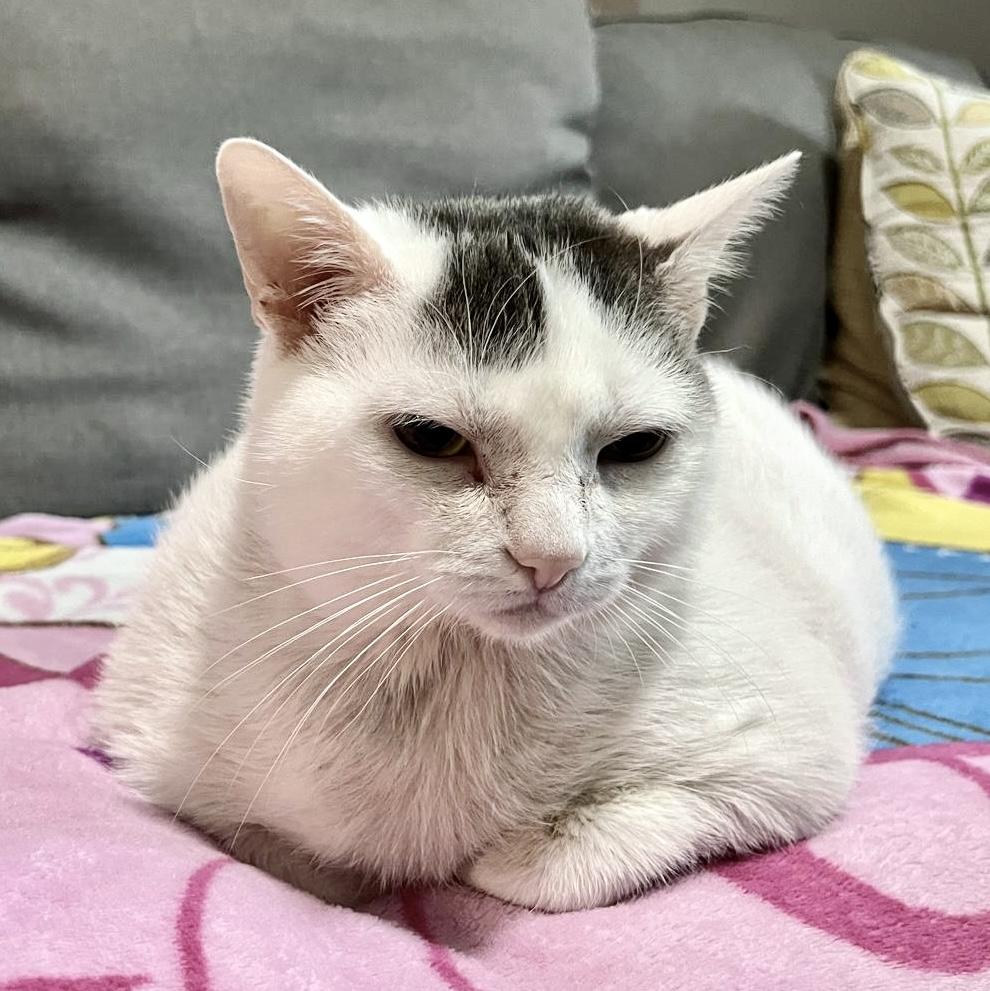 Artemis, a Adoptable Domestic Short Hair in Toronto, ON image 5/6