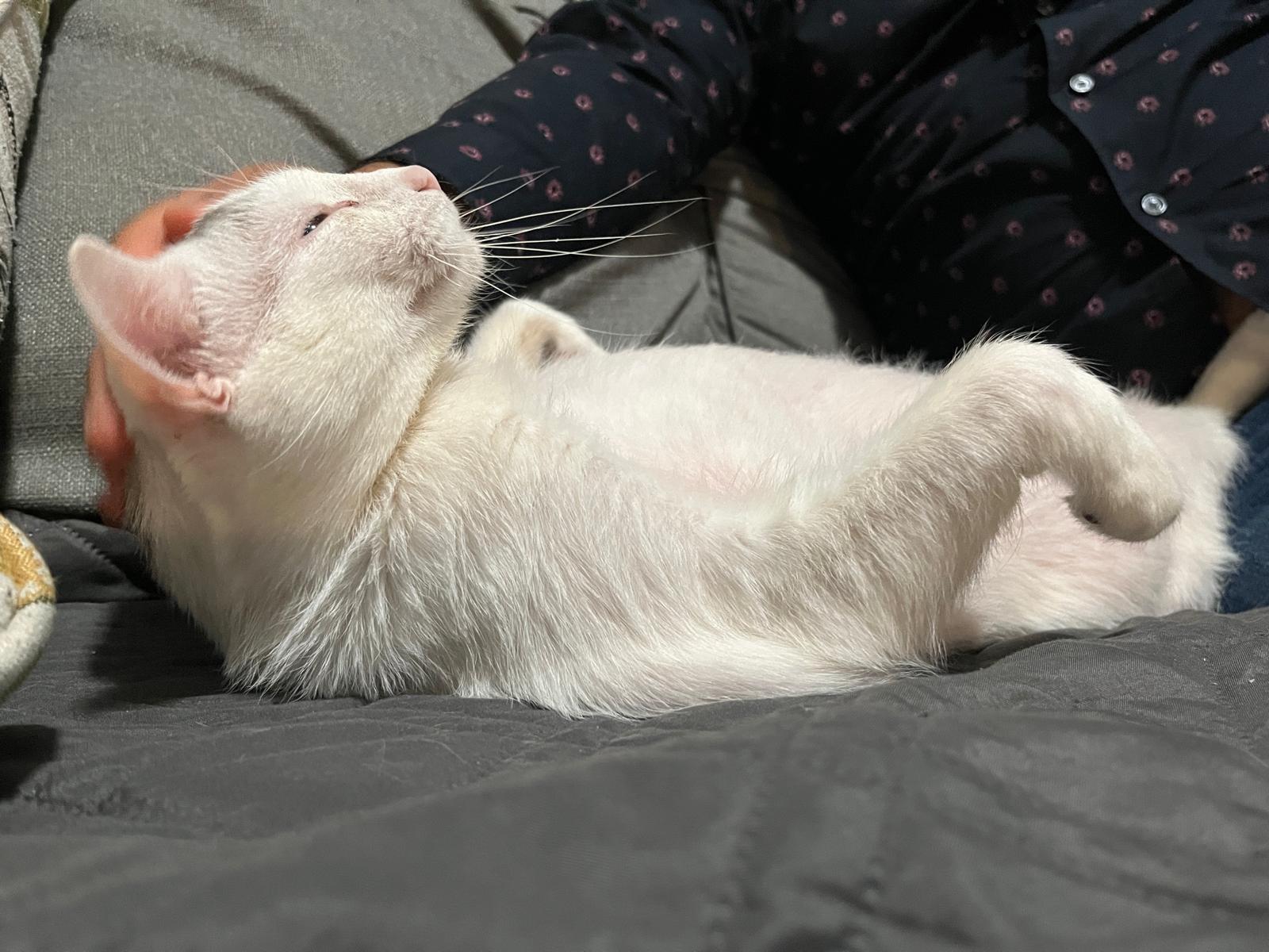 Artemis, a Adoptable Domestic Short Hair in Toronto, ON image 4/6