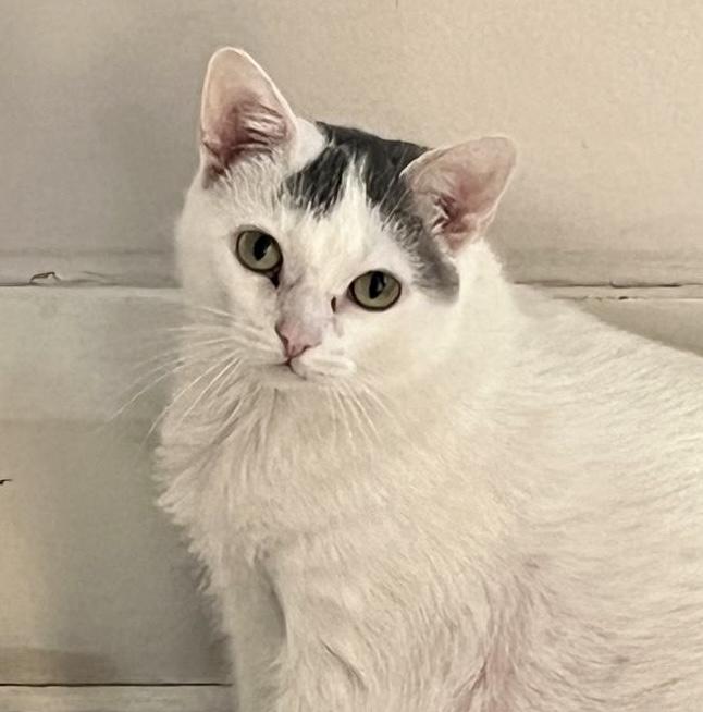 Artemis, a Adoptable Domestic Short Hair in Toronto, ON image 3/6