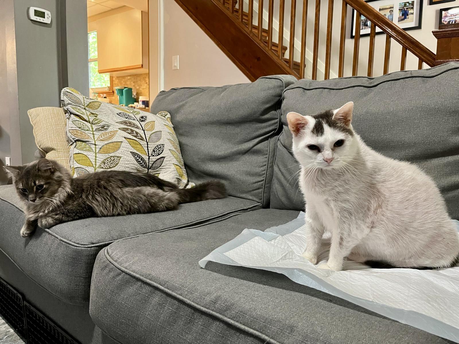 Artemis, a Adoptable Domestic Short Hair in Toronto, ON image 6/6