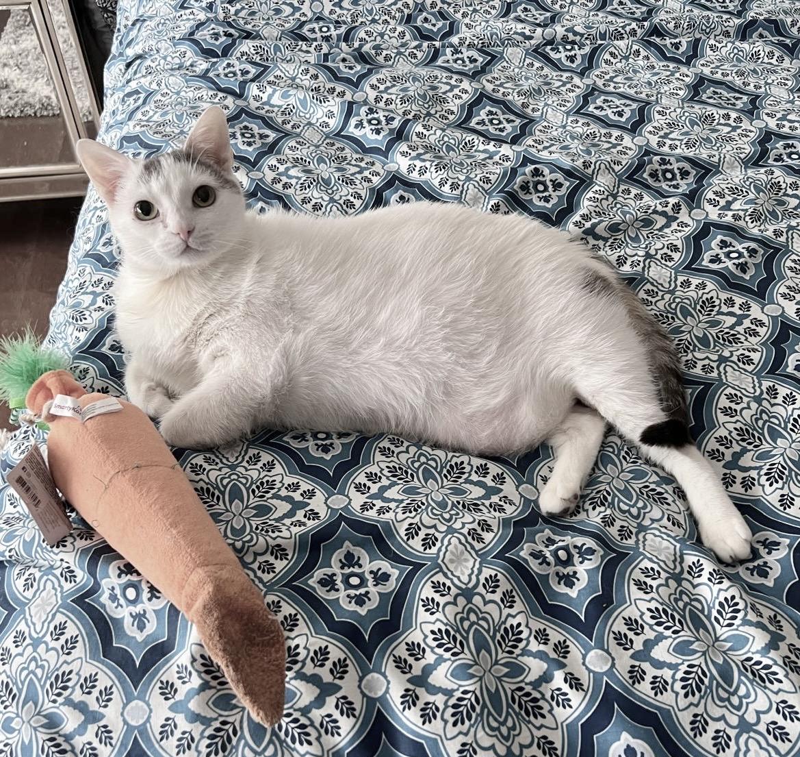 Enlarge Artemis, a Adoptable Domestic Short Hair in Toronto, ON image 5/6