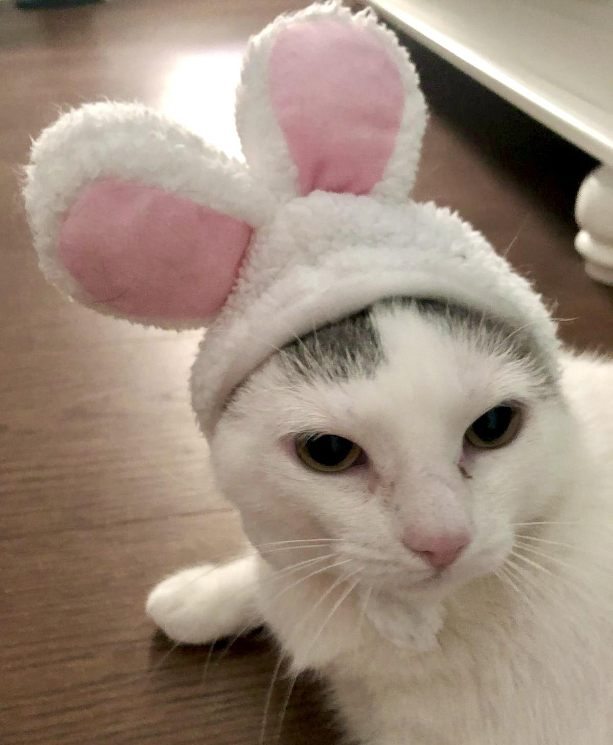 Enlarge Artemis, a Adoptable Domestic Short Hair in Toronto, ON image 1/6