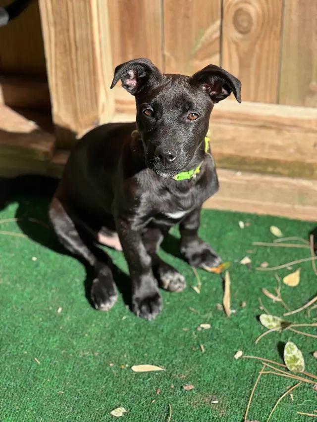 Mars - FL, Young Male Jack Russell Terrier