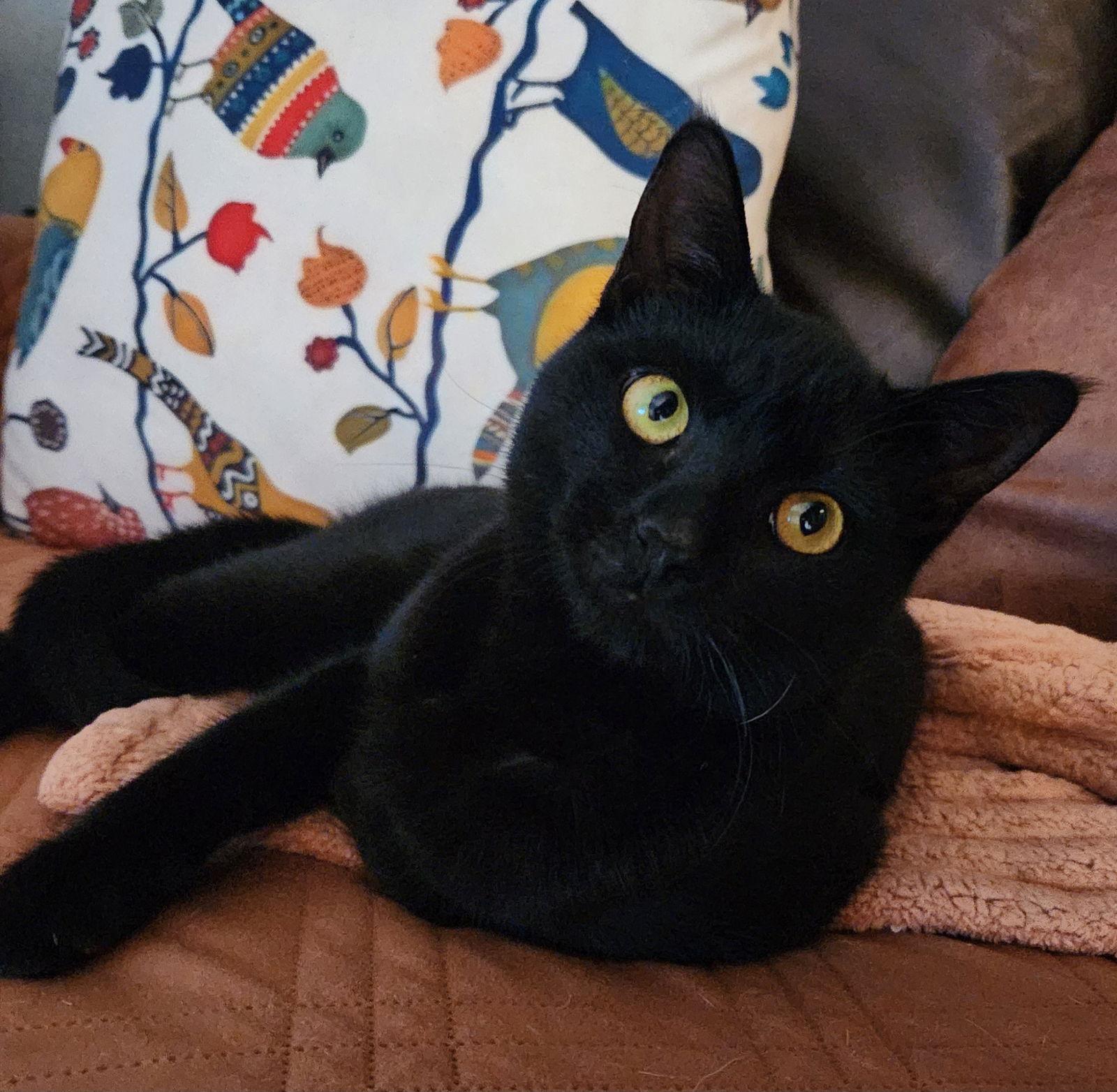 Inky McStinky, a Adopted Domestic Short Hair in Phoenix, AZ image 1/3