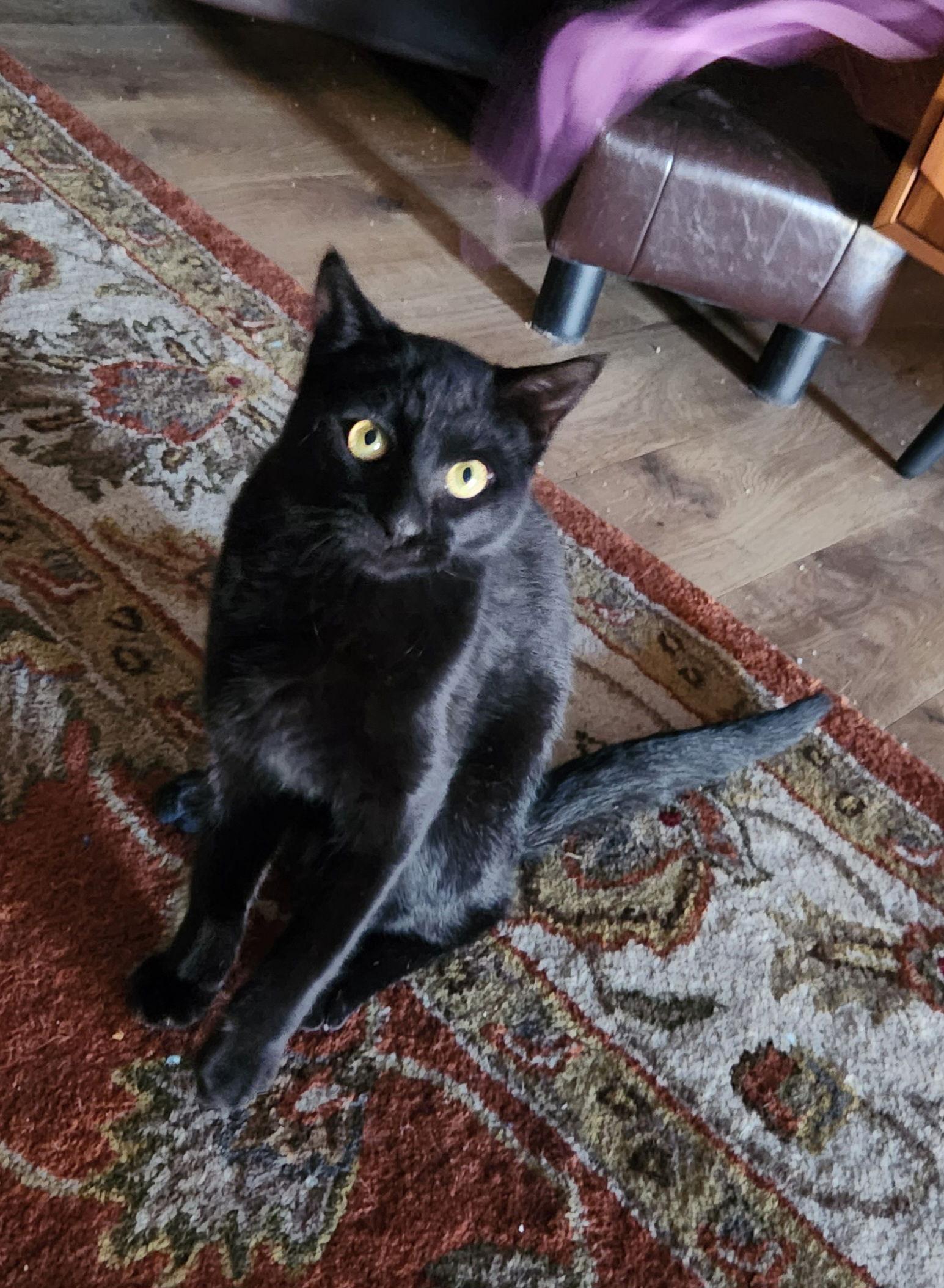 Inky McStinky, a Adopted Domestic Short Hair in Phoenix, AZ image 2/3