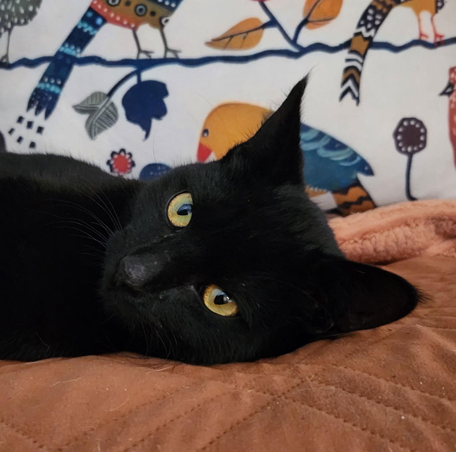 Inky McStinky, a Adopted Domestic Short Hair in Phoenix, AZ image 3/3