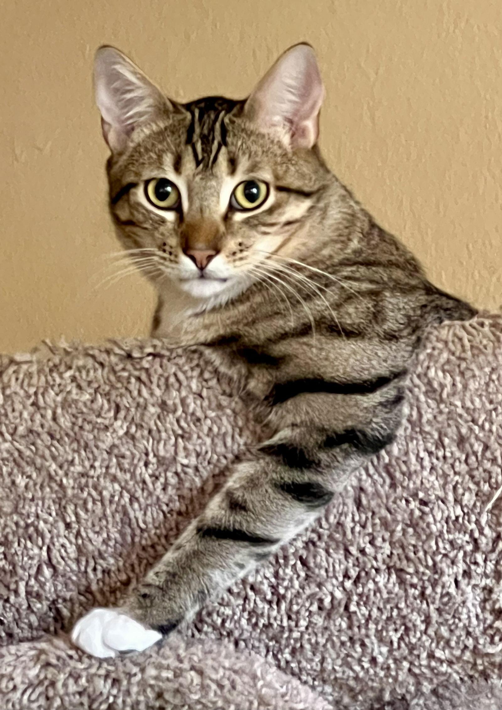 Lord Jiggledipuff (barn cat), Adoptable, Adult Male Domestic Medium Hair.