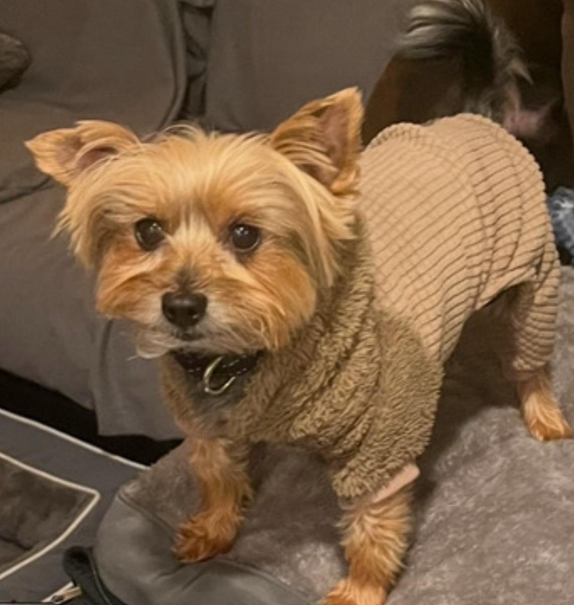 Enlarge Brady, a Adopted Yorkshire Terrier in Taunton, MA image 1/5