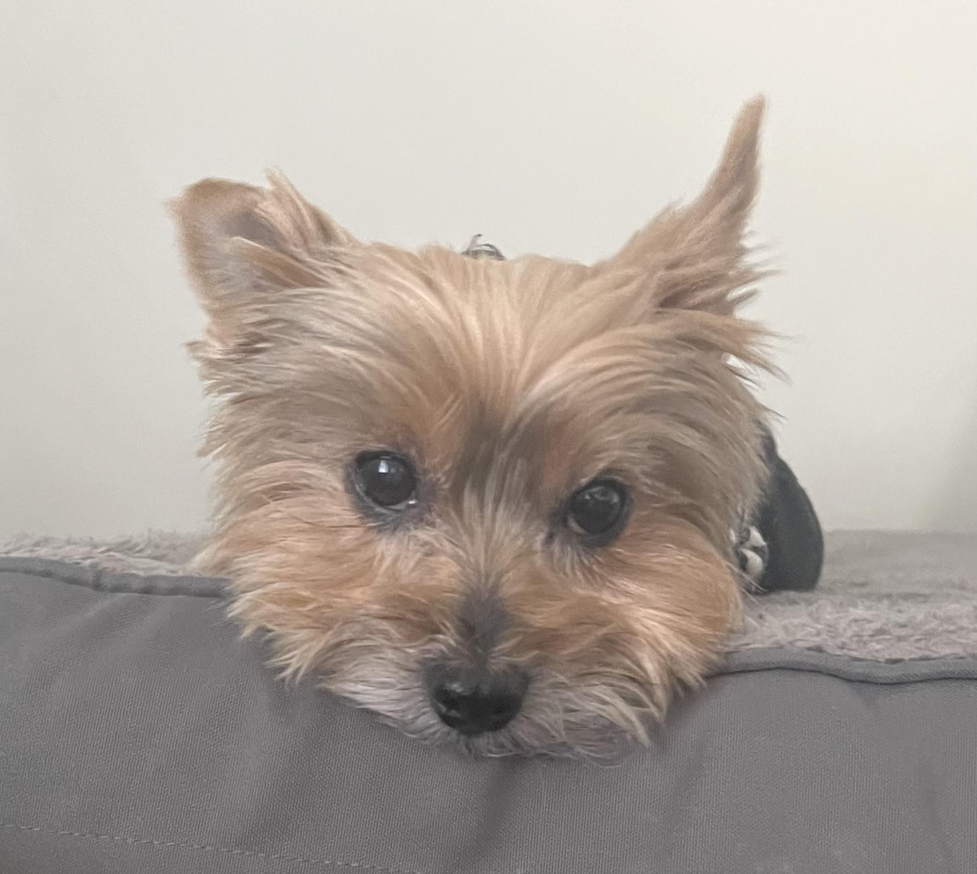 Enlarge Brady, a Adopted Yorkshire Terrier in Taunton, MA image 3/5