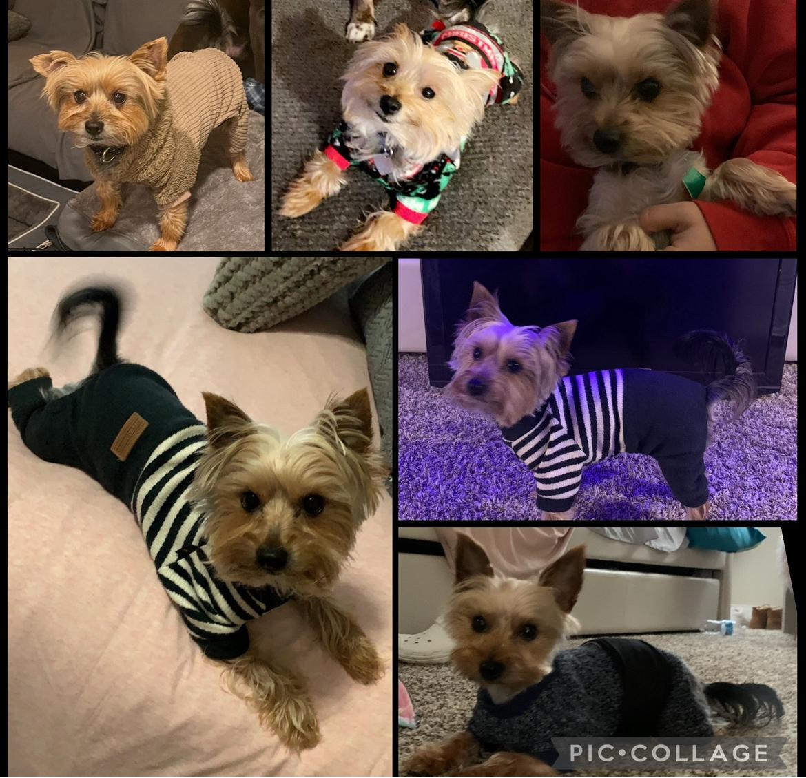 Enlarge Brady, a Adopted Yorkshire Terrier in Taunton, MA image 4/5