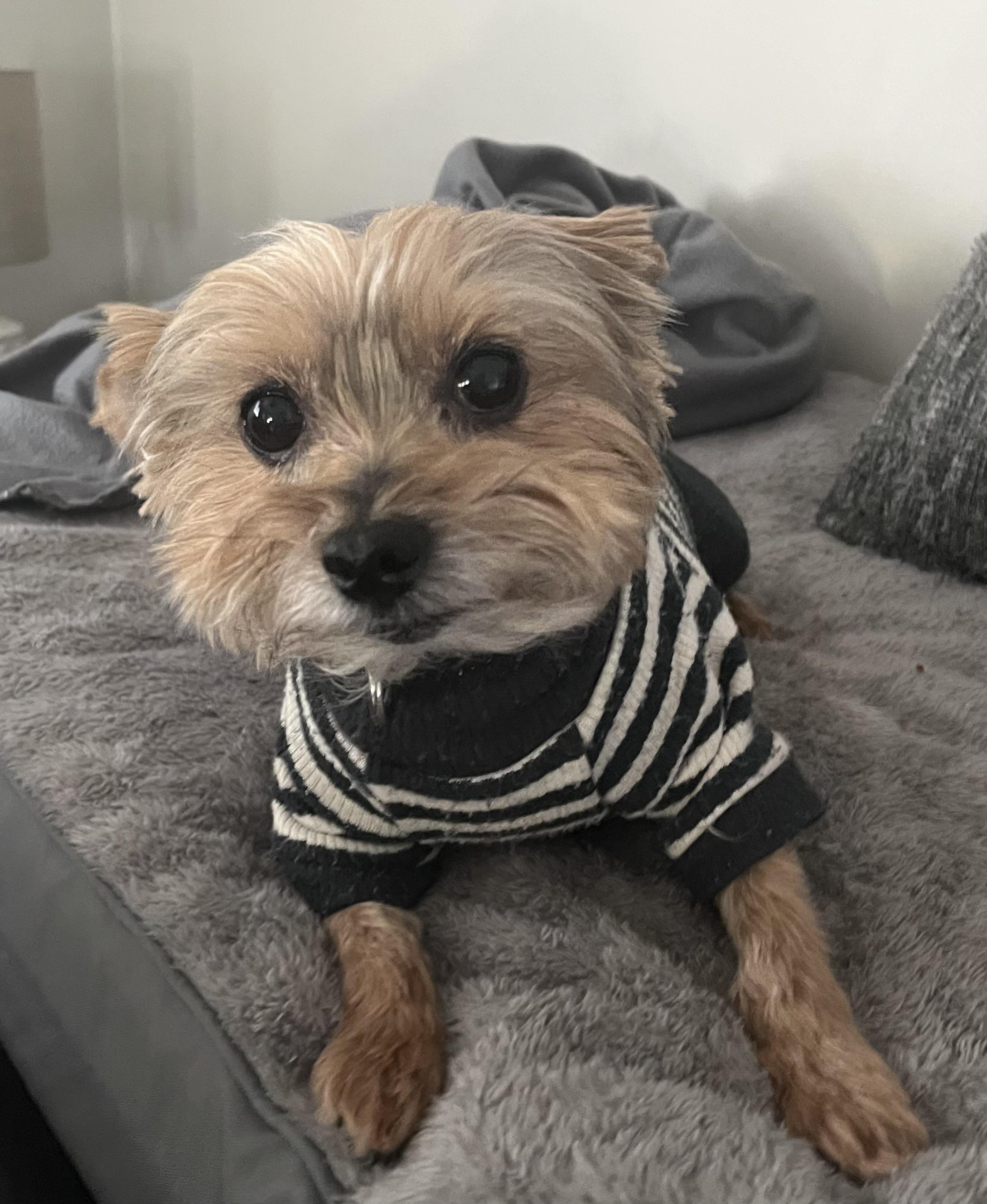 Enlarge Brady, a Adopted Yorkshire Terrier in Taunton, MA image 5/5