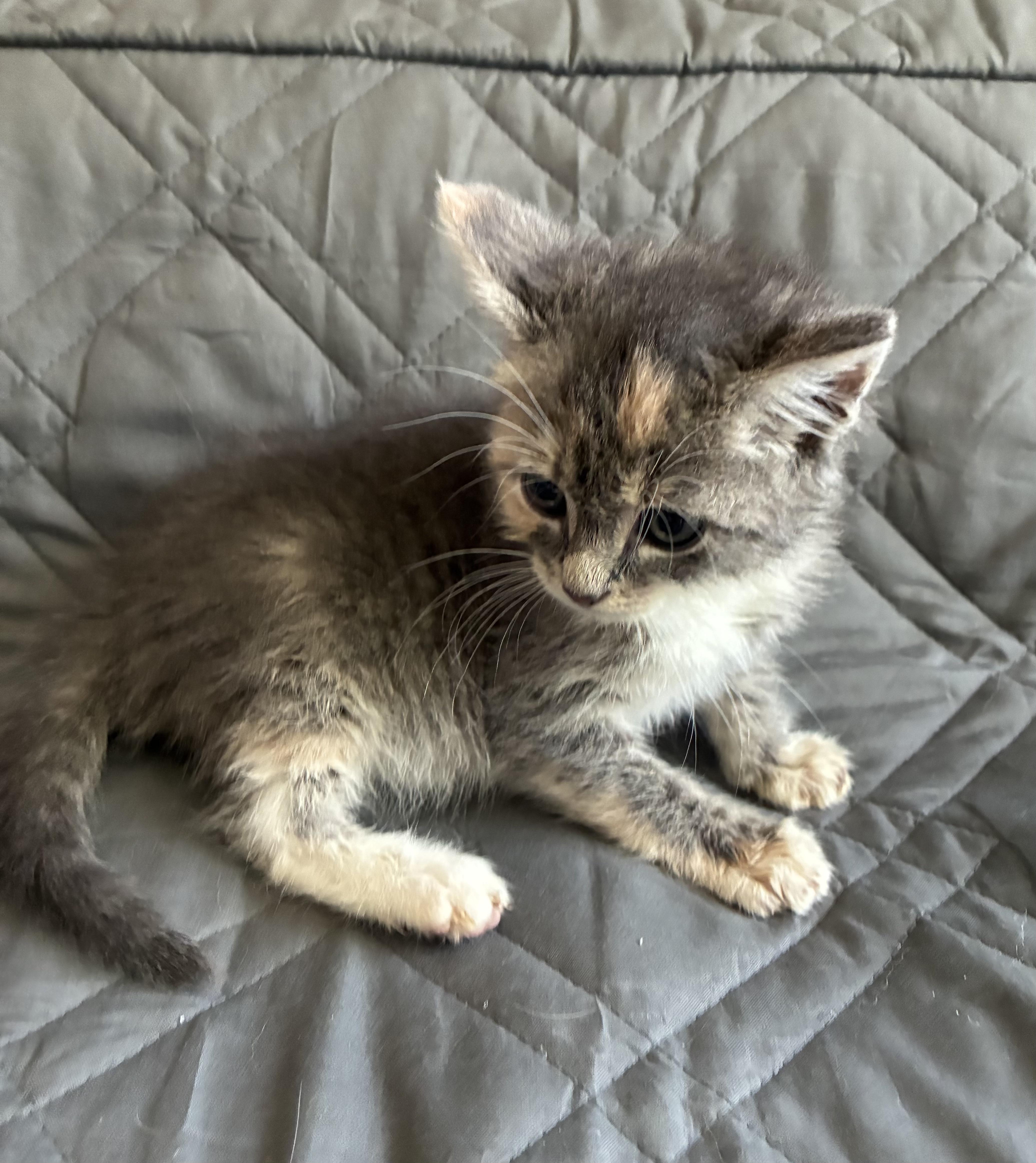 Enlarge Sienna, an adopted Domestic Short Hair in Columbia, MD image 3/3