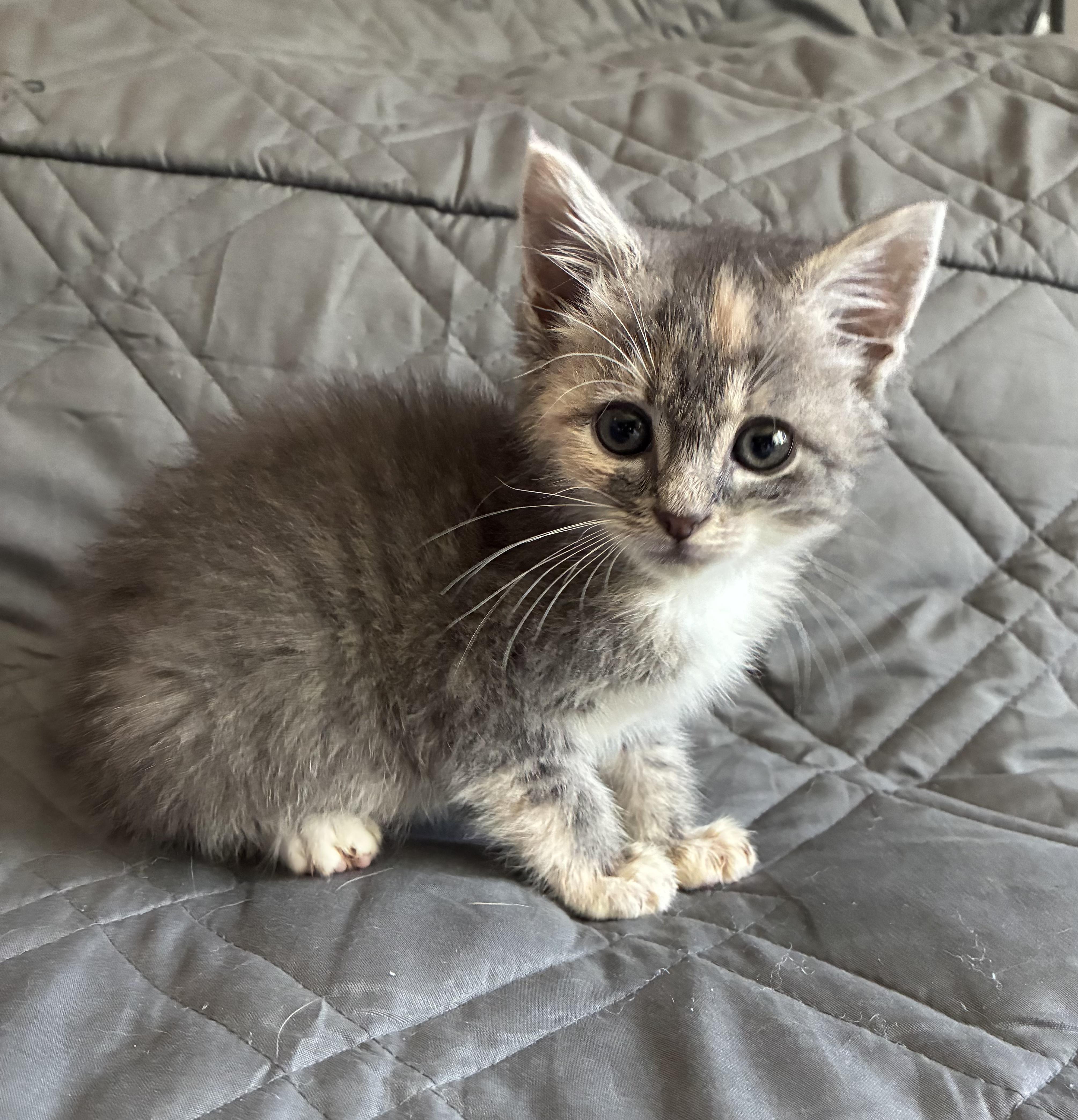 Sienna, adopted, Kitten Female Domestic Short Hair.