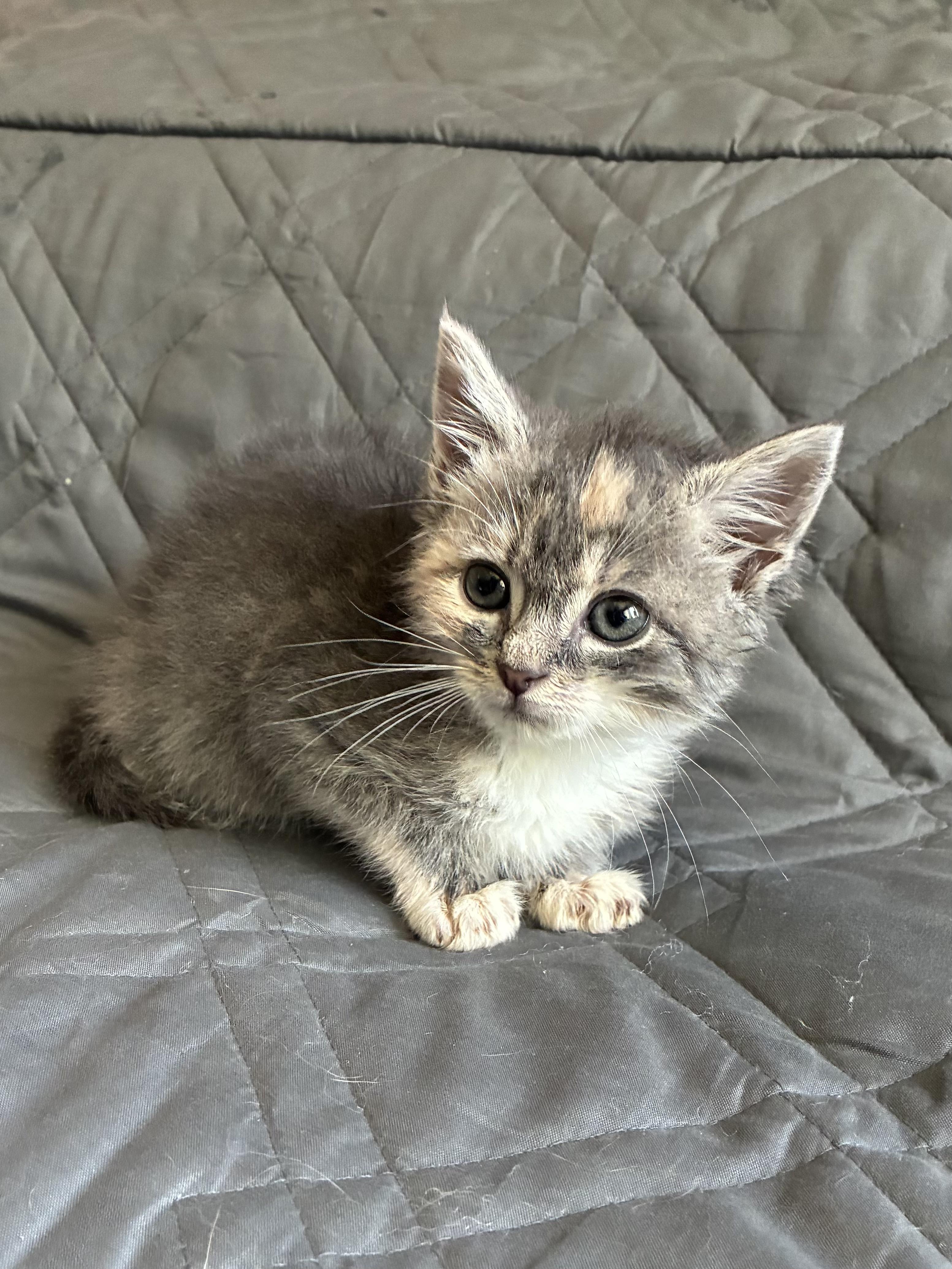Enlarge Sienna, an adopted Domestic Short Hair in Columbia, MD image 2/3