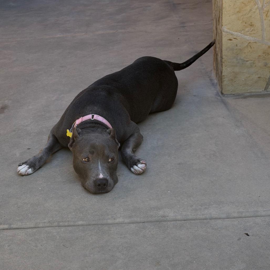 Cobalt aka Kobe, Adoptable, Adult Male Pit Bull Terrier.