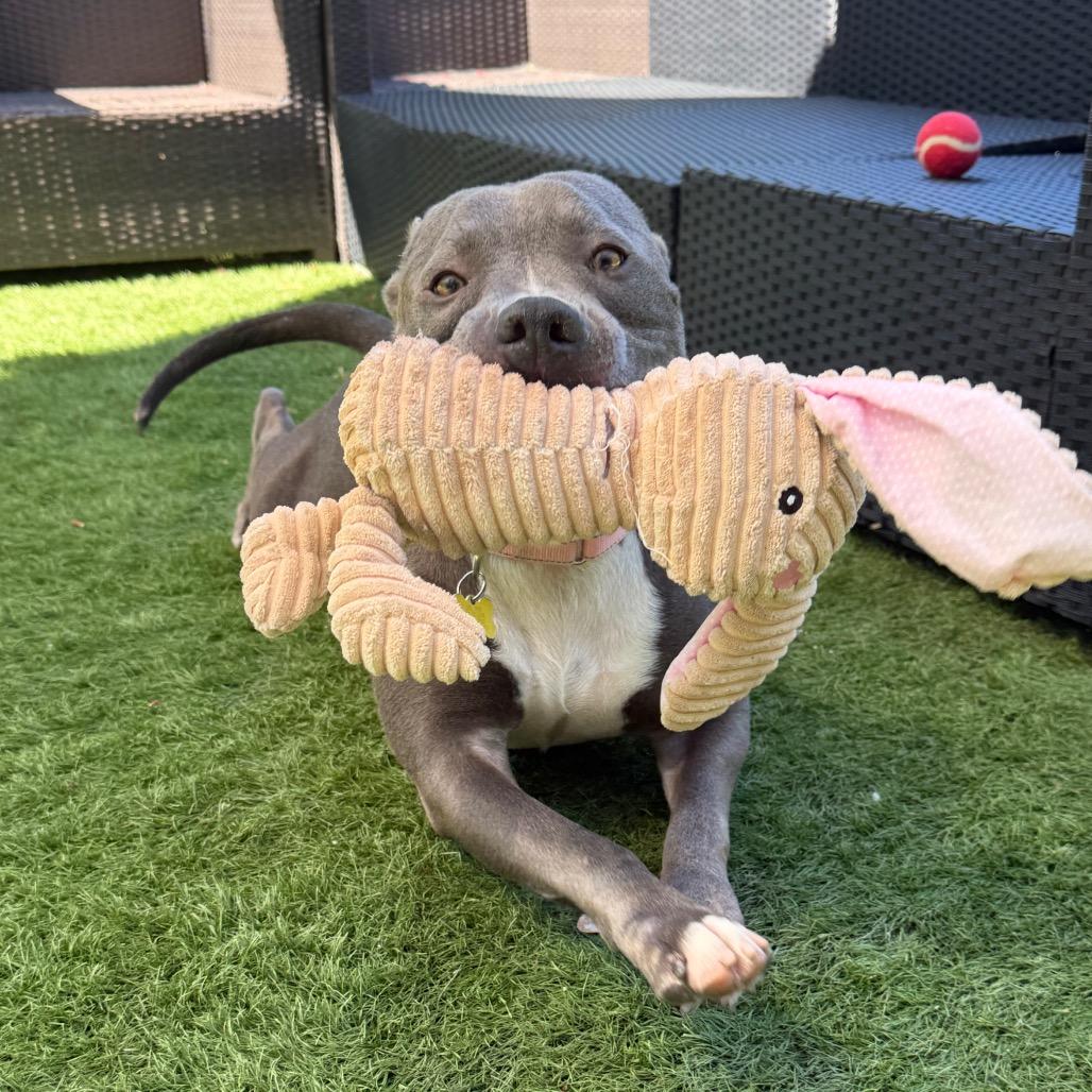 Enlarge Cobalt aka Kobe, a Adoptable Pit Bull Terrier in San Diego, CA image 2/6