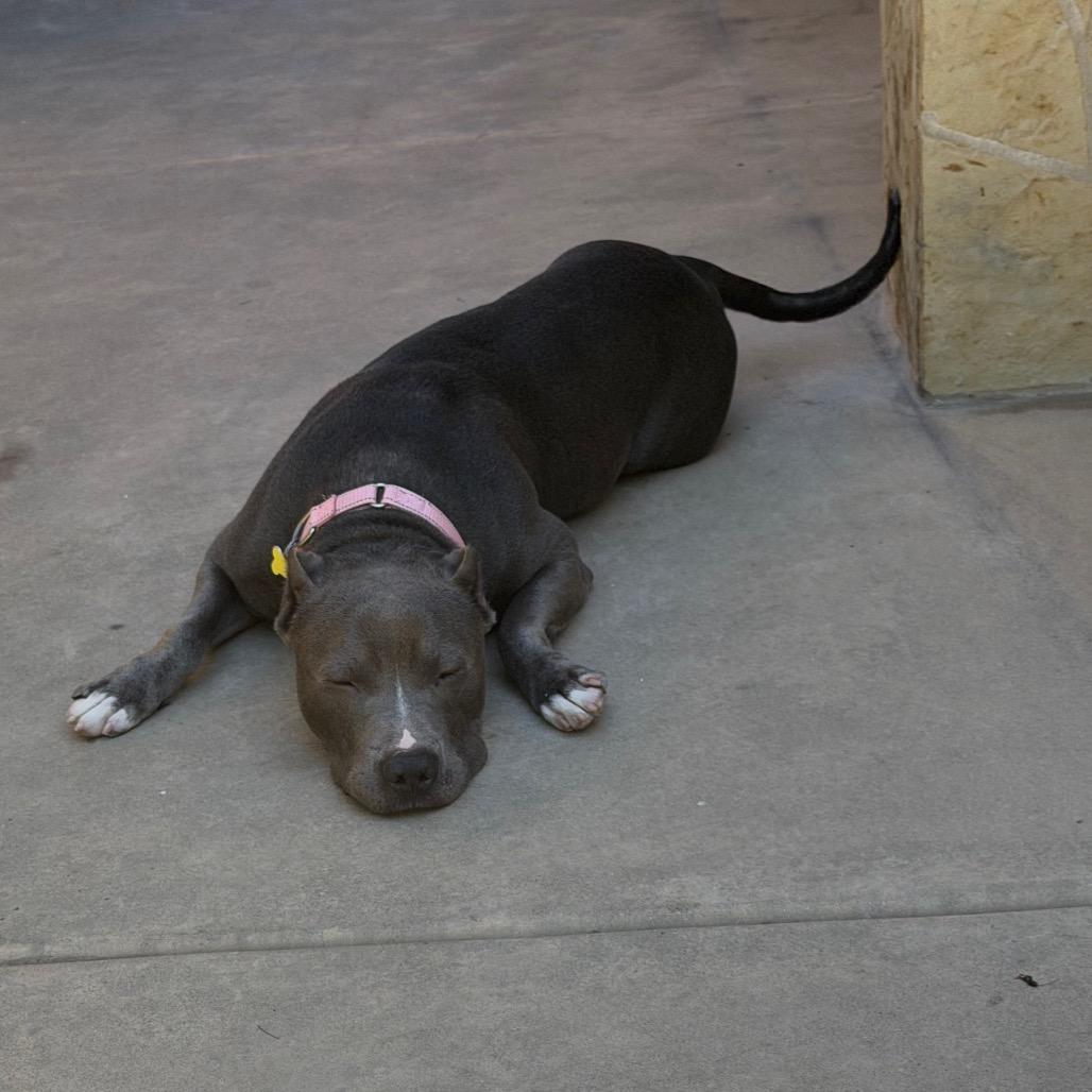 Enlarge Cobalt aka Kobe, a Adoptable Pit Bull Terrier in San Diego, CA image 3/6