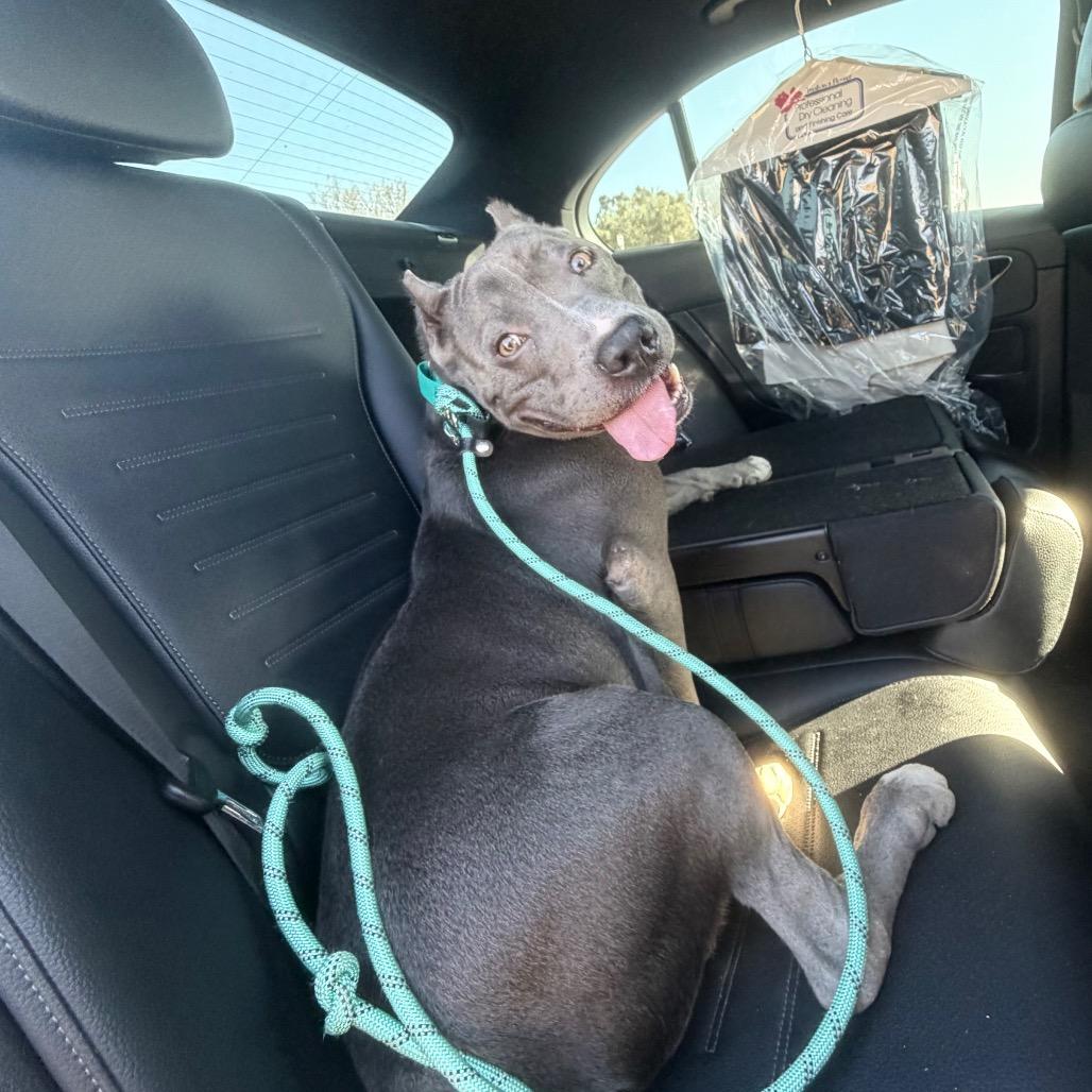 Enlarge Cobalt aka Kobe, a Adoptable Pit Bull Terrier in San Diego, CA image 4/6
