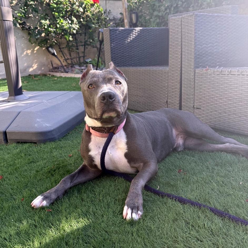 Enlarge Cobalt aka Kobe, a Adoptable Pit Bull Terrier in San Diego, CA image 5/6