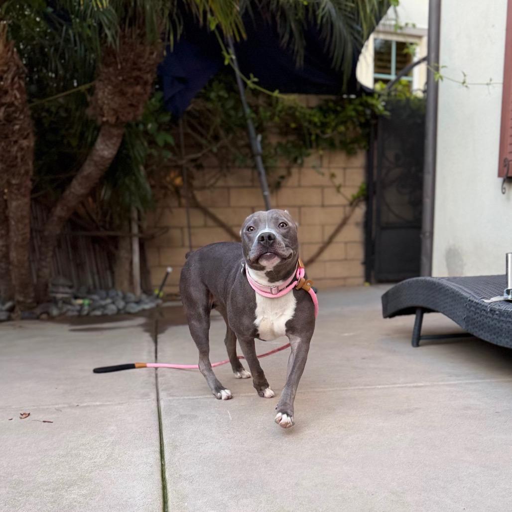 Enlarge Cobalt aka Kobe, a Adoptable Pit Bull Terrier in San Diego, CA image 6/6