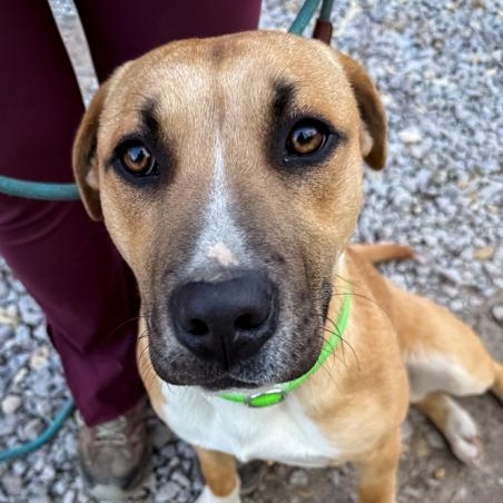 Enlarge Teddy, a ADOPTABLE mixed breed in Ona, WV image 1/1
