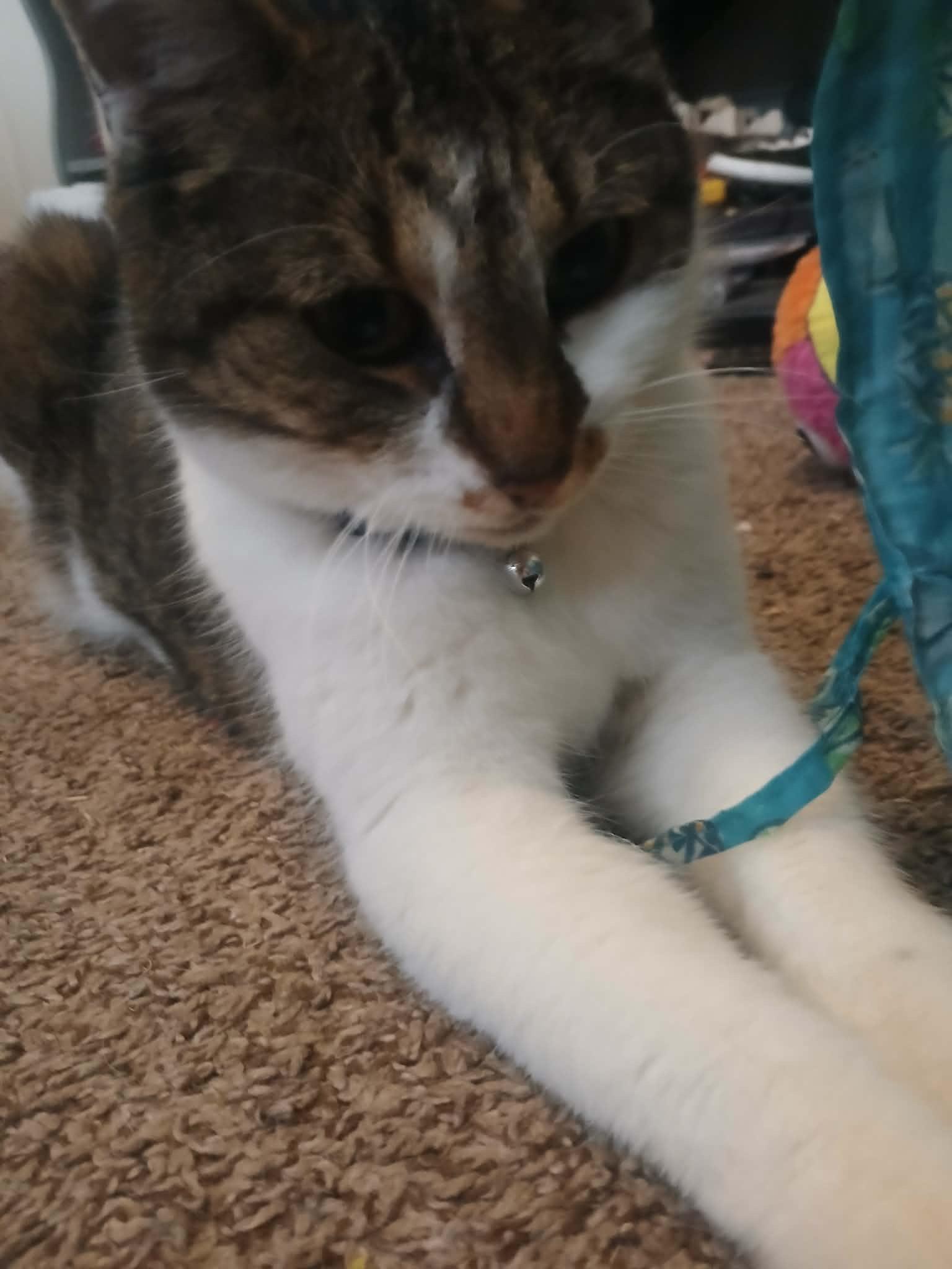 Enlarge Scarlett, a Adoptable mixed breed in Springfield, MO image 1/2