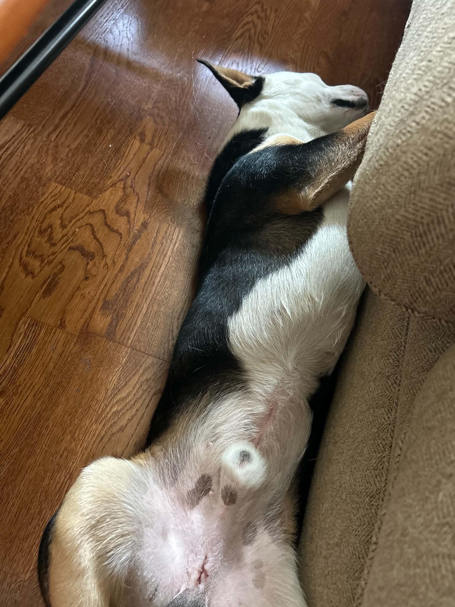 Enlarge Altuve, an adopted mixed breed in Seattle , WA image 2/6