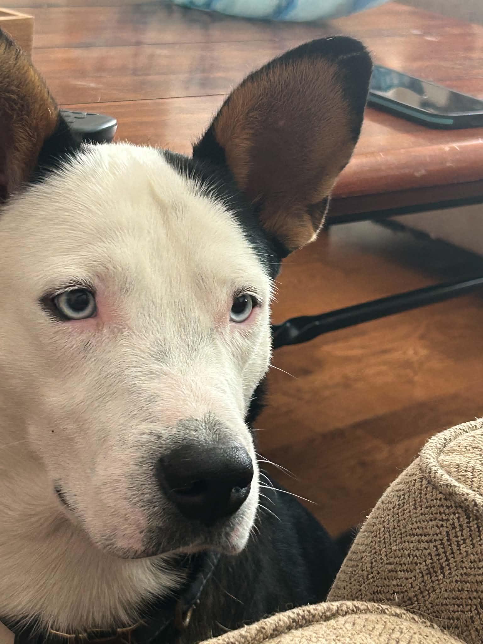 Enlarge Altuve, an adopted mixed breed in Seattle , WA image 5/6