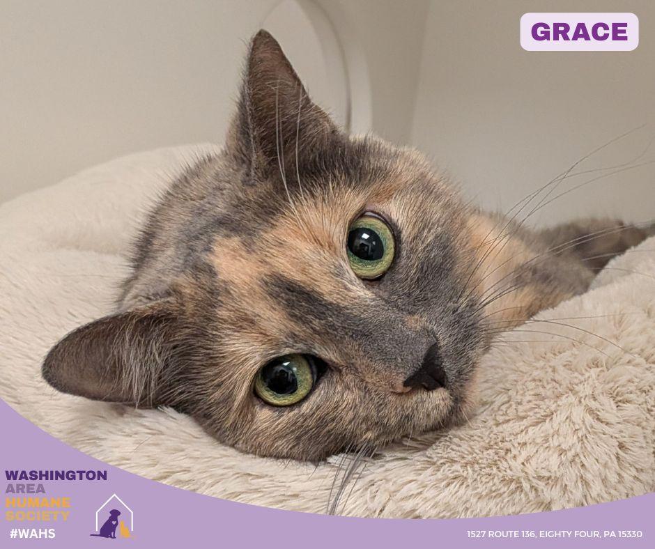 Enlarge Grace, a ADOPTABLE mixed breed in Eighty Four, PA image 1/1