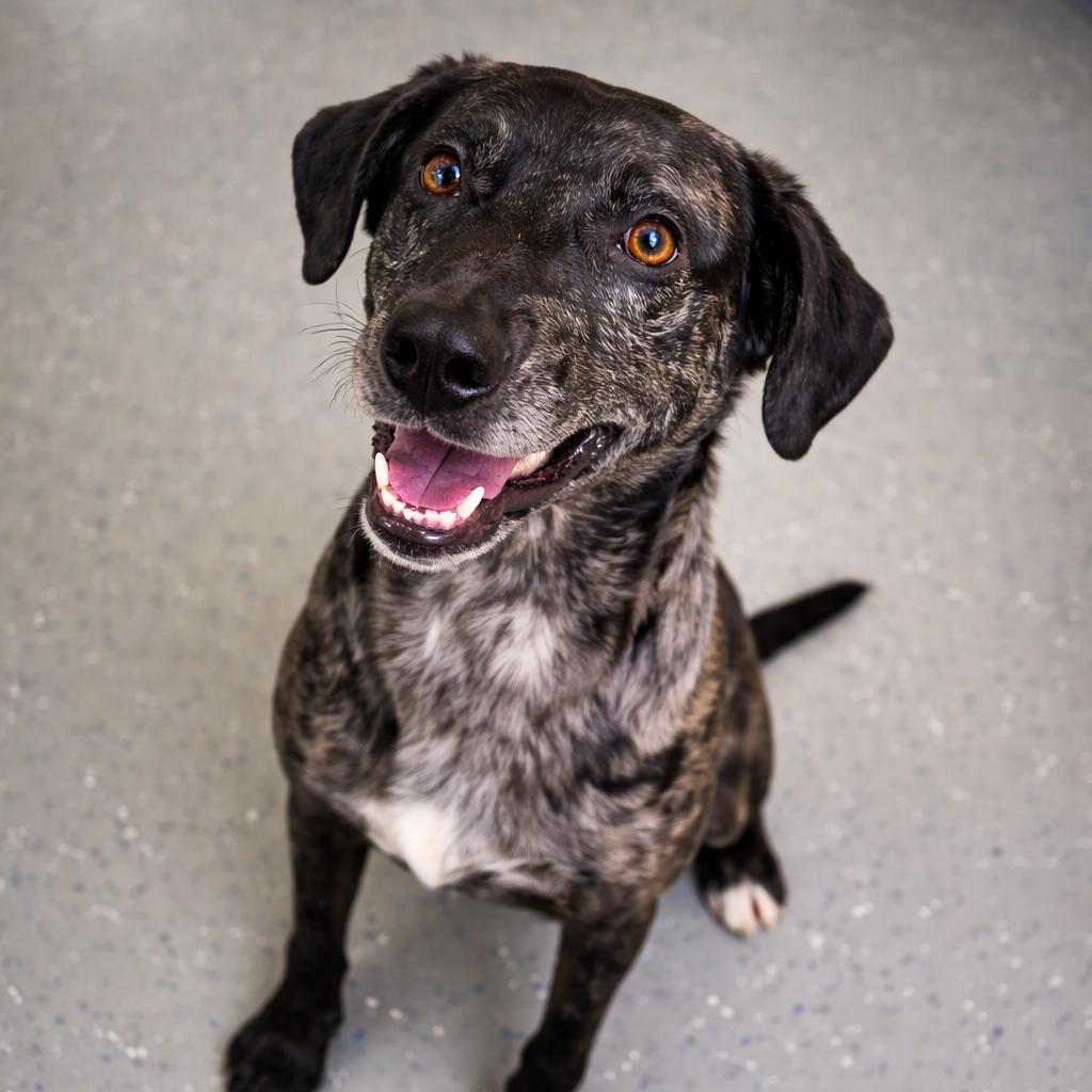 Sirloin, Adoptable, Adult Male Mixed Breed.