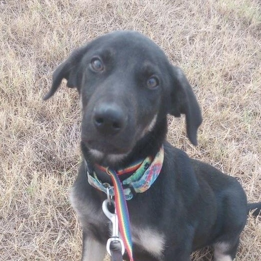 Enlarge Bear, a Adoptable mixed breed in Neosho, MO image 1/1