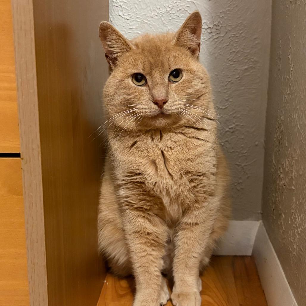 Snowball, Adoptable, Adult Male Domestic Short Hair & Manx.