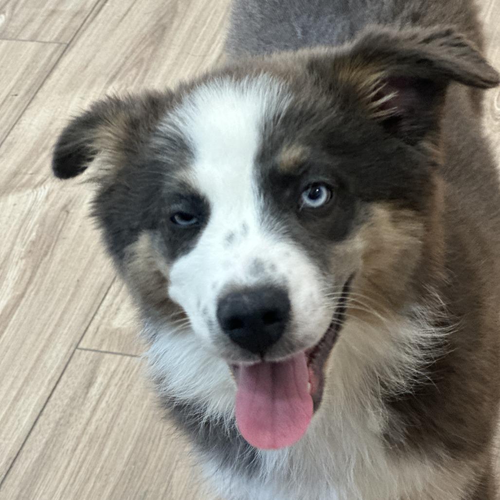 Enlarge Honey, a Adoptable mixed breed in San Saba, TX image 2/3