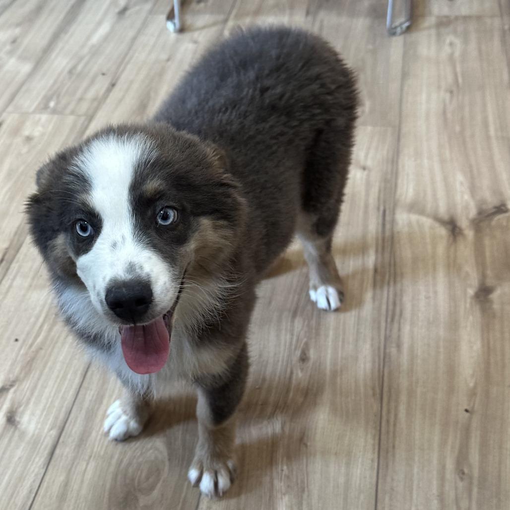 Enlarge Honey, a Adoptable mixed breed in San Saba, TX image 3/3