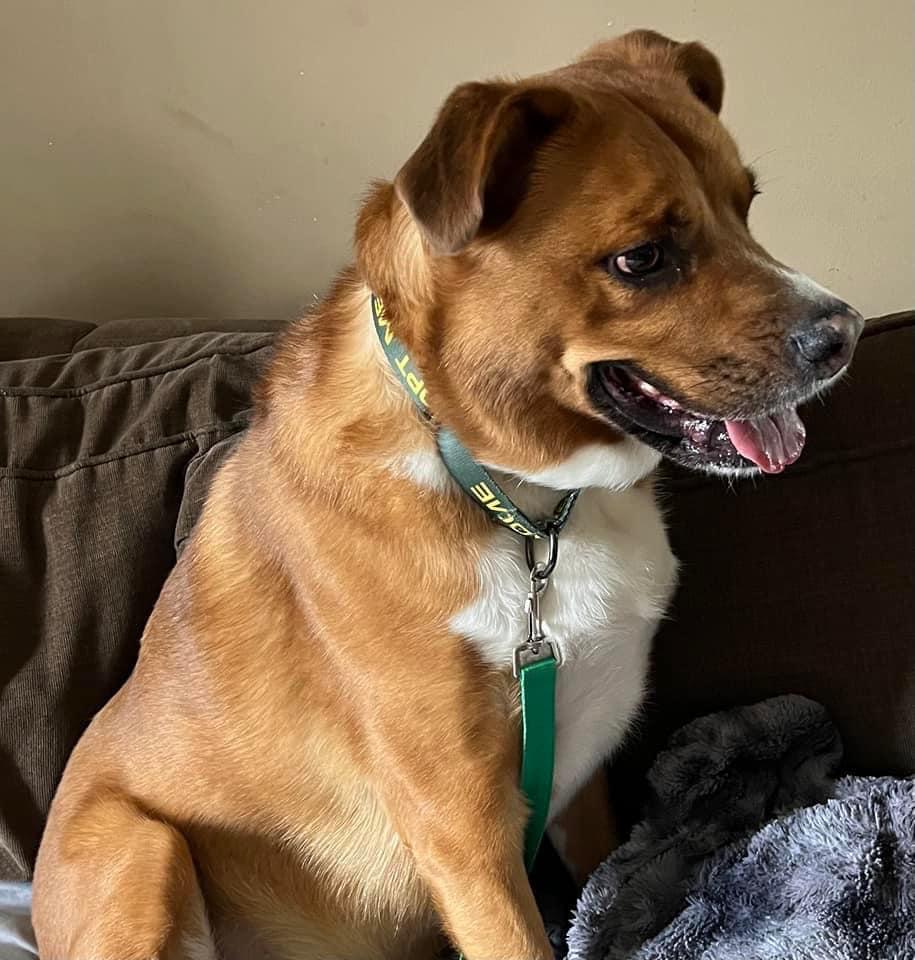 Enlarge Hemi, a Adoptable mixed breed in New Milford, CT image 3/5