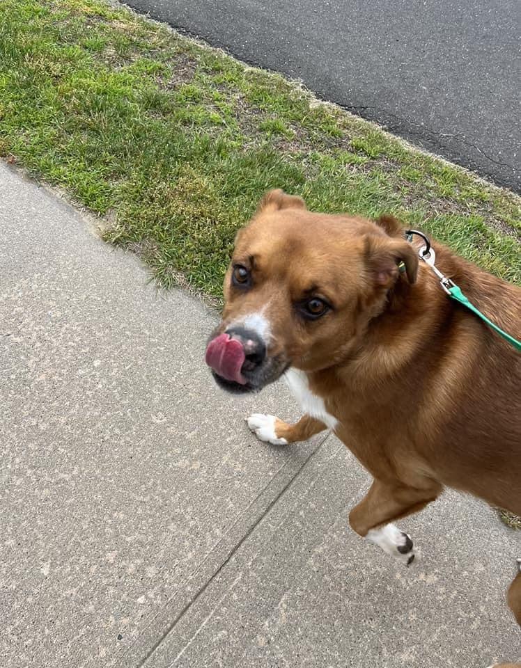 Enlarge Hemi, a Adoptable mixed breed in New Milford, CT image 4/5