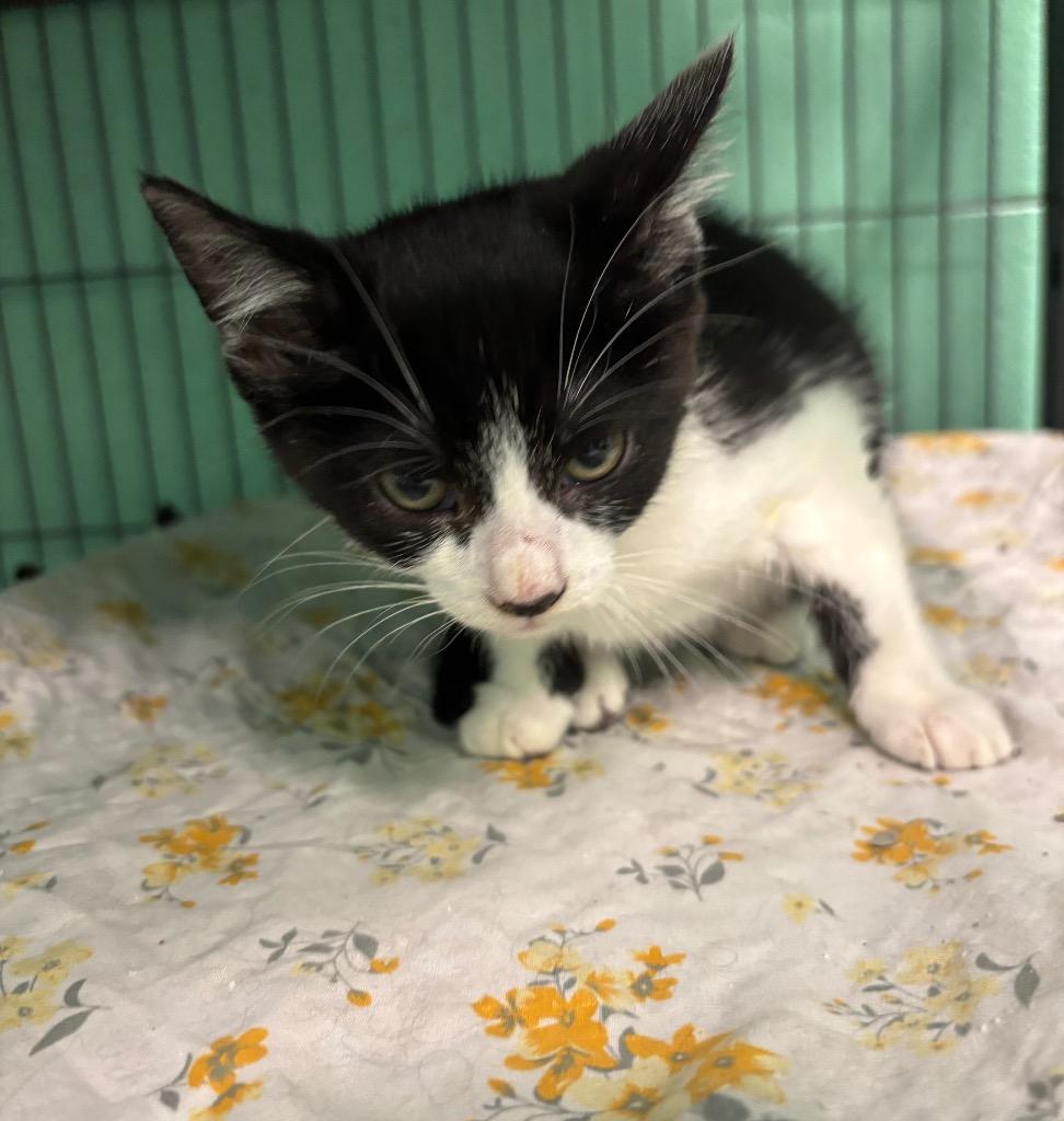 Upsie, adopted, Kitten Female Domestic Short Hair.