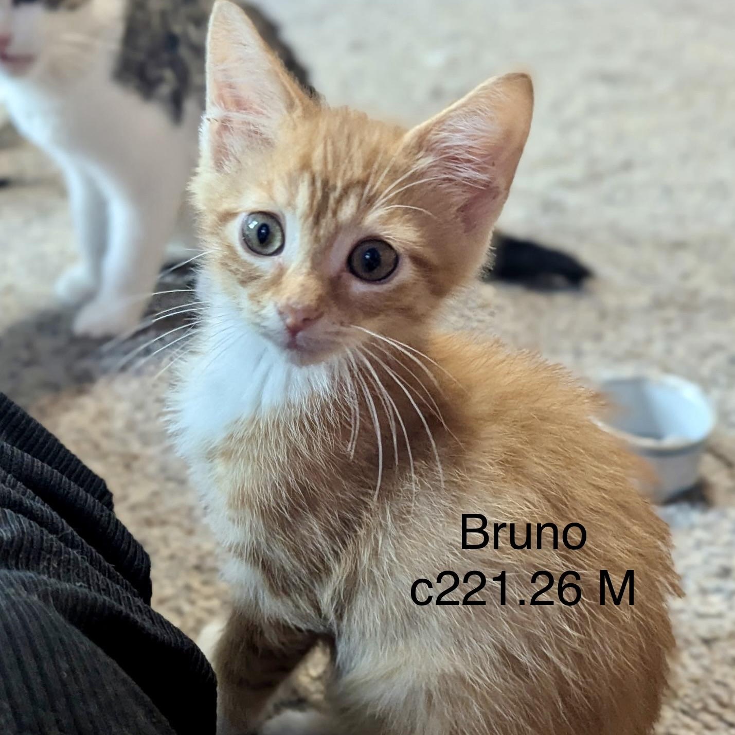 Enlarge Foster Bruno, a Adoptable mixed breed in Batavia, NY image 1/1