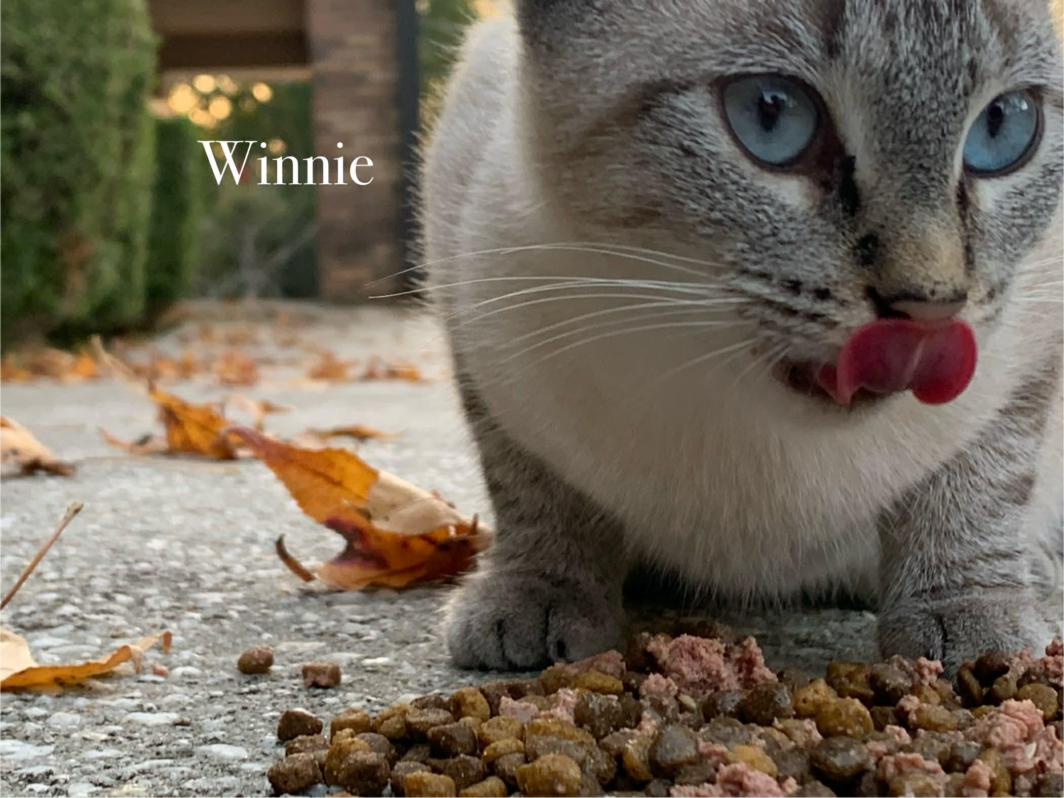 Enlarge Winnie, a Adopted mixed breed in Moncks Corner, SC image 1/2